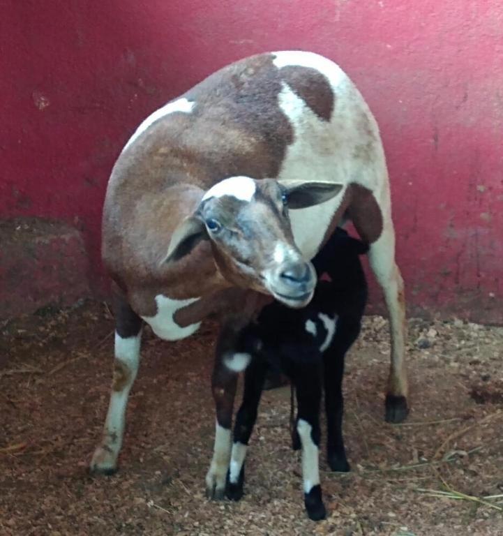 Aldeia Parque Pousada Rural São Roque Esterno foto