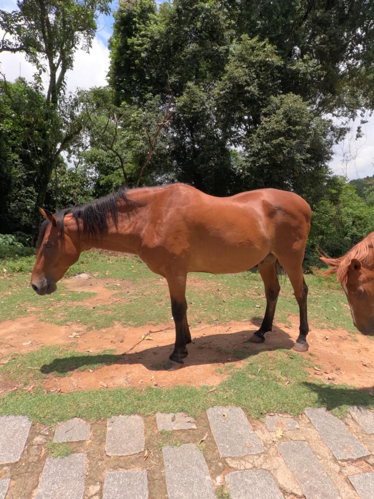 Aldeia Parque Pousada Rural São Roque Esterno foto